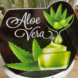 ALOE VERA (barbadensis)