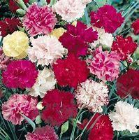 CARNATION Varieties