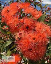 CORYMBIA ficifolia grafted 'Baby scarlet'