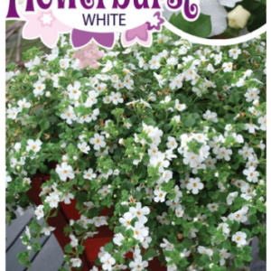 SUTERA 'White Flowerburst'