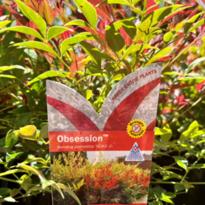 NANDINA domestica 'Obsession'