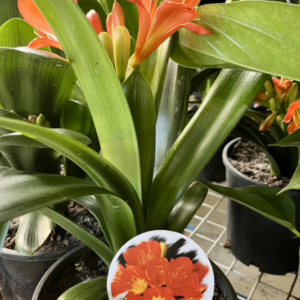 CLIVIA miniata