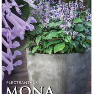 PLECTRANTHUS 'Mona Lavender'