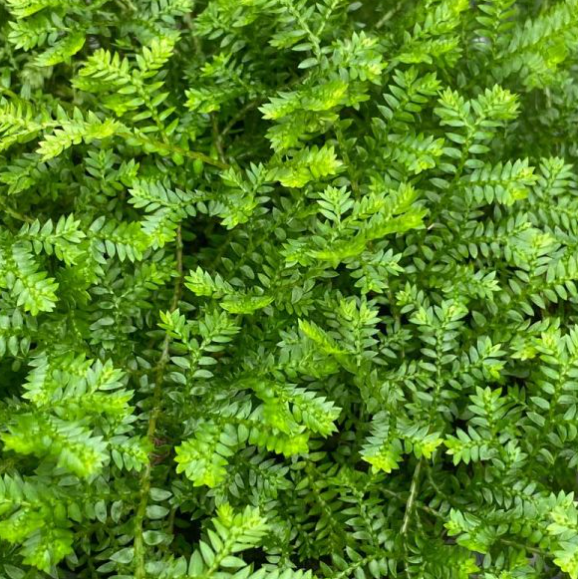 SELAGINELLA kraussiana 'Green'