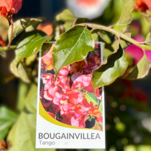 BOUGAINVILLEA glabra 'Tango'