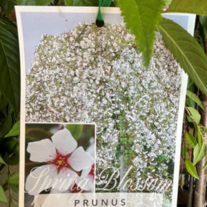 PRUNUS 'Falling Snow' (Weeping Cherry) - B/R 2026