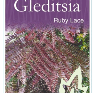 GLEDITSIA triacanthos inermis 'Ruby Lace'