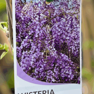WISTERIA floribunda