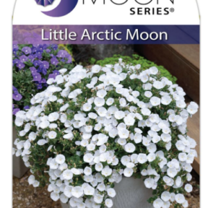 CONVOLVULUS 'Little Arctic Moon'