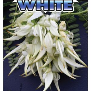 CLIANTHUS ‘Crazy Cool White’