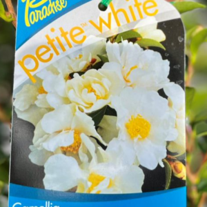 CAMELLIA sasanqua Paradise 'Petite White'