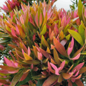 CALLISTEMON 'Baby Glow'