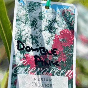 NERIUM oleander 'Double Pink'