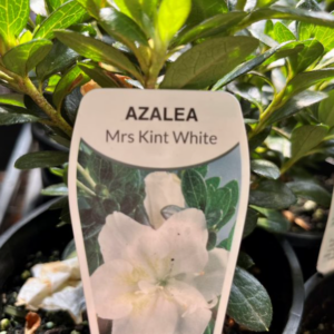 AZALEA 'Mrs Kint White' (Bush)