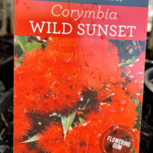CORYMBIA ficifolia 'Wild Sunset'