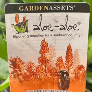Aloe 'Cooper Shower'