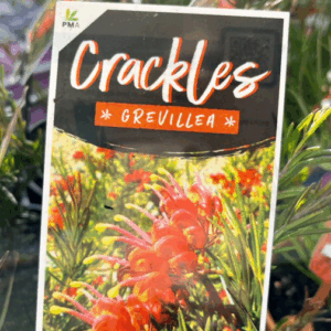 GREVILLEA 'Crackles'