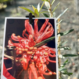 GREVILLEA 'Big Red'