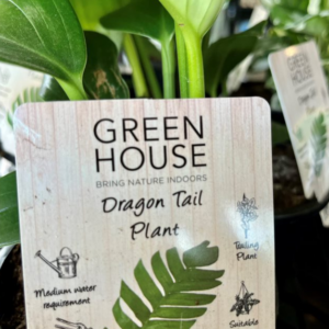 EPIPREMNUM pinnatum 'Dragons Tail'