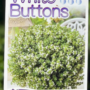 THYMUS 'White Buttons'