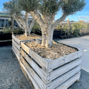 ADVANCED 1000LT TOPIARY OLIVE