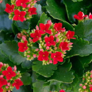 KALANCHOE blossfeldiana