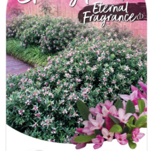 DAPHNE 'Spring Pink Eternal Fragrance'