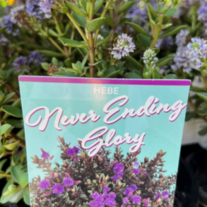 HEBE 'Never Ending Glory'