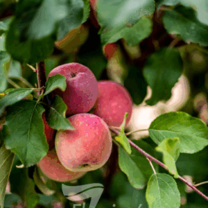 APPLE Dwarf 'Red Fuji'