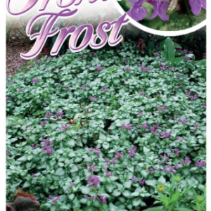 LAMIUM ‘Orchid Frost’
