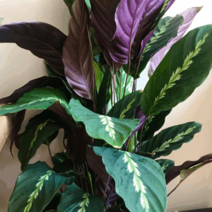 CALATHEA louisae 'Maui Queen'