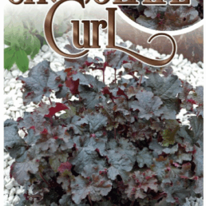 Heuchera ‘Chocolate Curl’