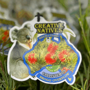 CALLISTEMON subulatus 'Brogo Overflow'