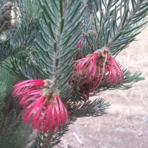 CALOTHAMNUS 'Grey Form'