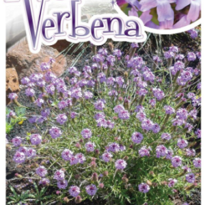 VERBENA 'Fragrant Verbena'