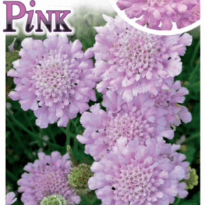 SCABIOSA 'Samantha's Pink'