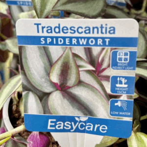 TRADESCANTIA zebrina 'Spiderwort'