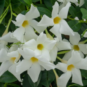 MANDEVILLA summer star