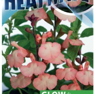SALVIA 'Heatwave Glow'