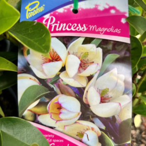 MAGNOLIA Paradise 'Princess Little Sarah'