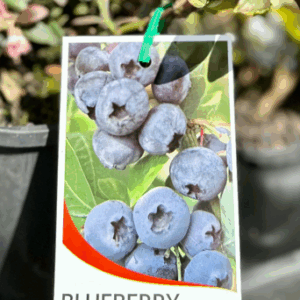 VACCINIUM (Blueberry) Varieties