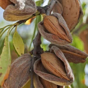 ALMOND 'All-In-One' - Bare Root 2026