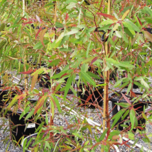 Eucalyptus mannifera Maculosa ' Red spotted gum'