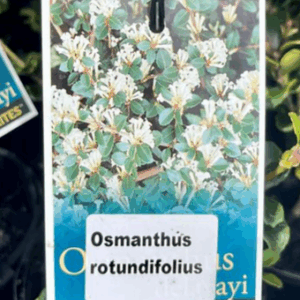 OSMANTHUS heterophyllus rotundifolius