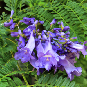 Jacaranda Bonsai Blue