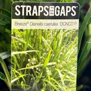 DIANELLA 'Breeze' (DCNC0)