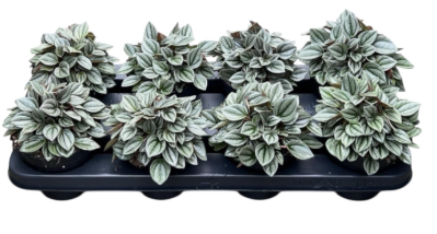 Peperomia napoli nights PBR