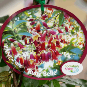 PANDOREA pandorana 'Ruby Belle'