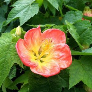 ABUTILON 'Lucky Lantern Tangerine'