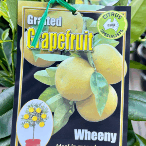CITRUS Grapefruit 'Wheeny'